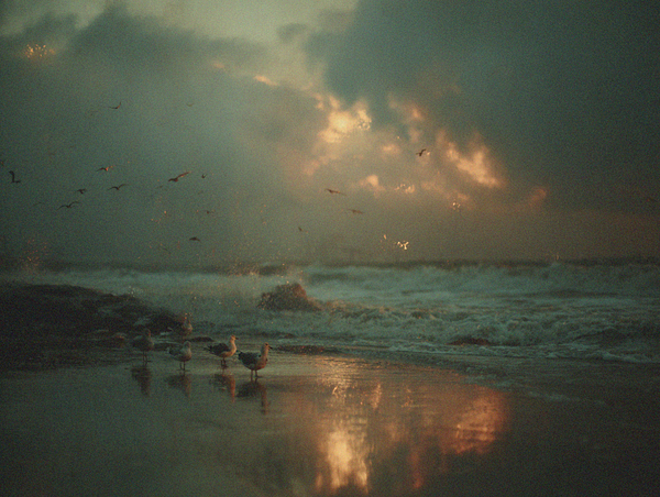 What the Ducks of Cedar Point Taught Me About Surviving Life's Storms
